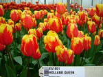 [Holland Queen 2007_0402Image0023.JPG]